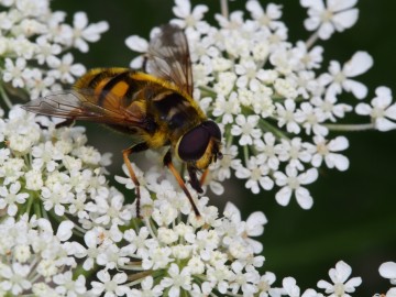 myathropa florea, 